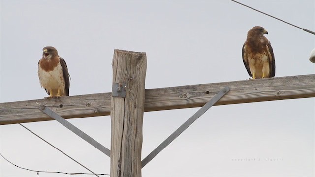 Swainson's Hawk - ML251106331