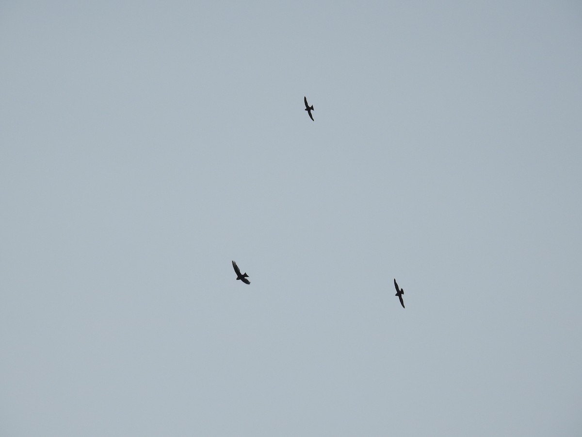 White-collared Swift - Heidi Pasch de Viteri