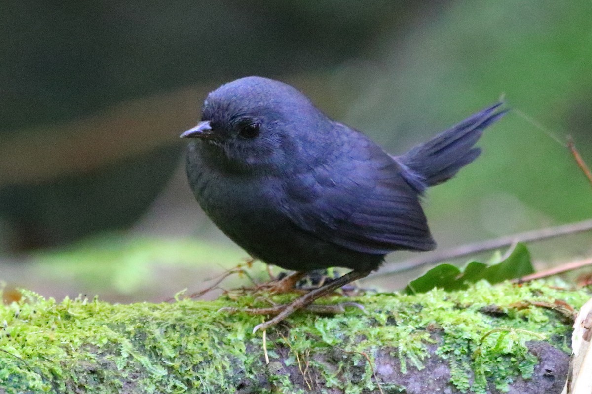 Mouse-colored Tapaculo - ML251107531