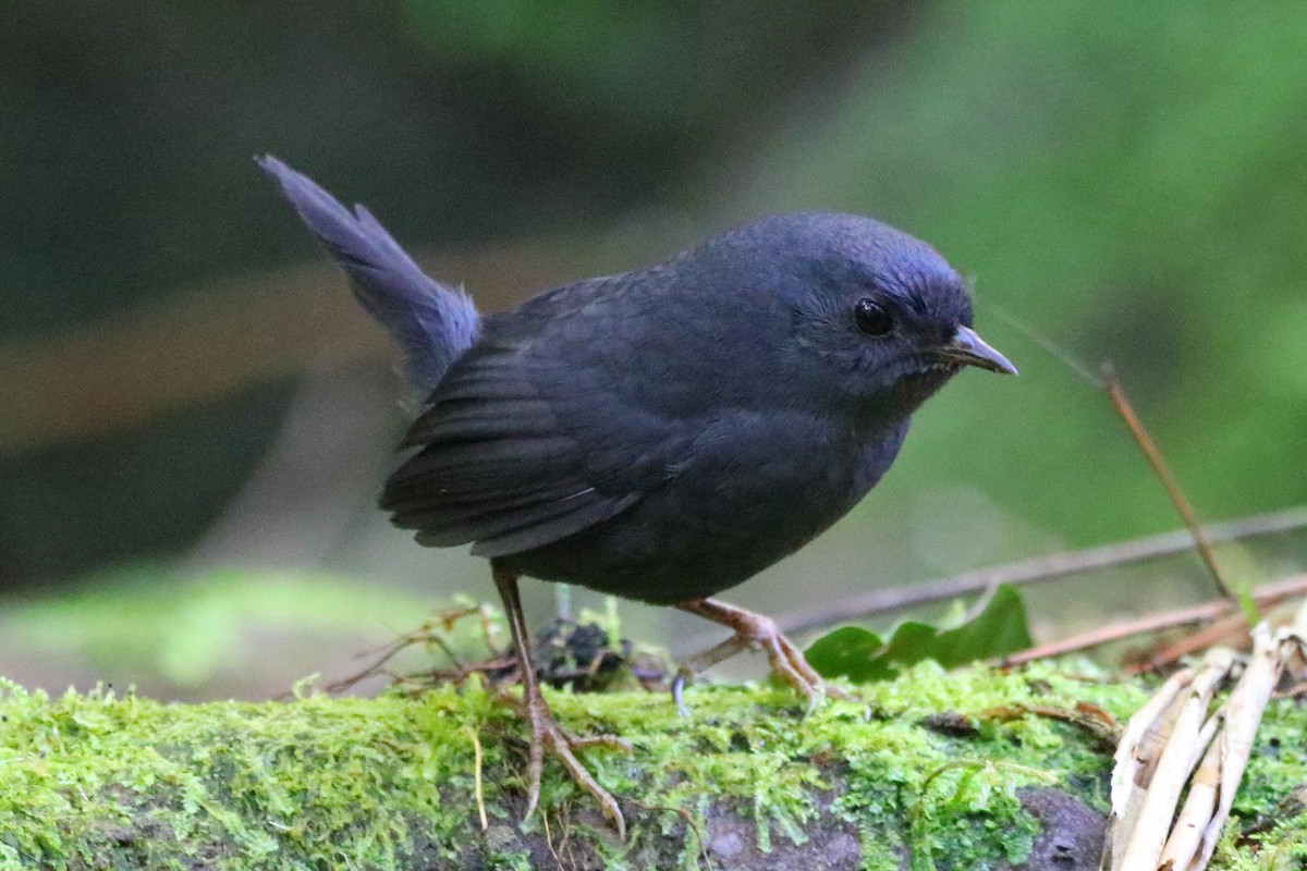 Mouse-colored Tapaculo - ML251107791