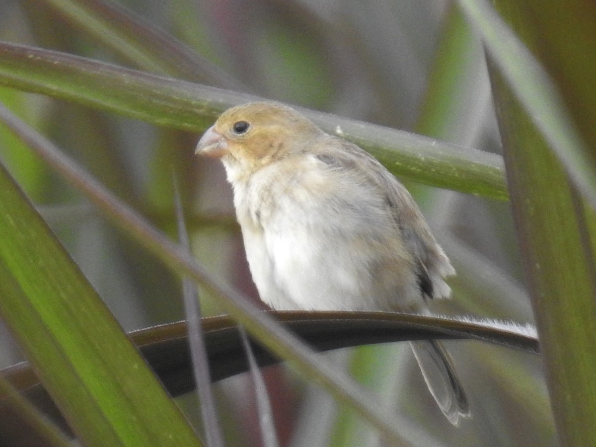 Ruddy-breasted Seedeater - Heidi Pasch de Viteri