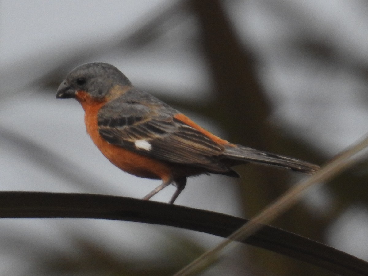 Ruddy-breasted Seedeater - ML251108571