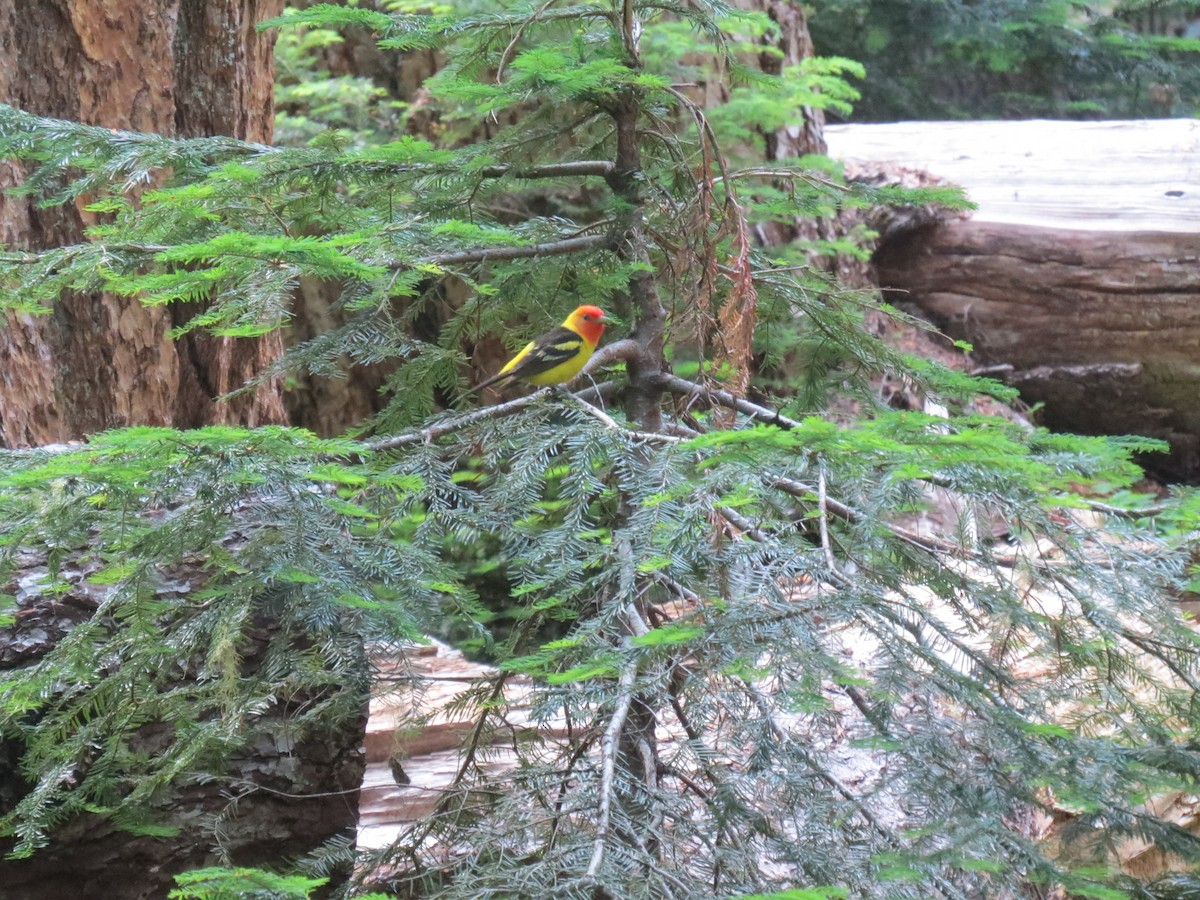 Western Tanager - ML251109521