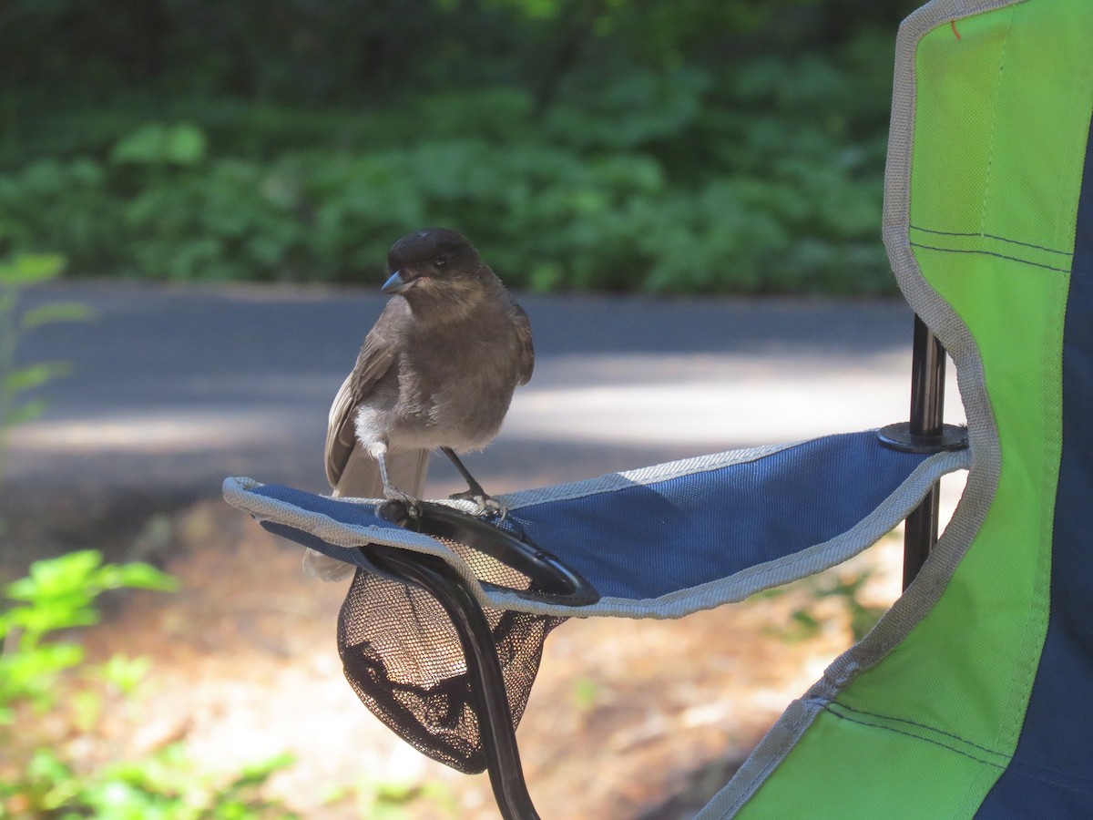 Canada Jay - ML251109681