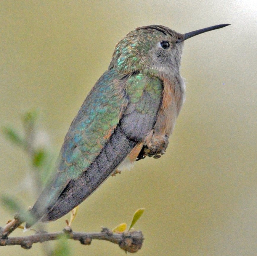 Broad-tailed Hummingbird - ML251111141