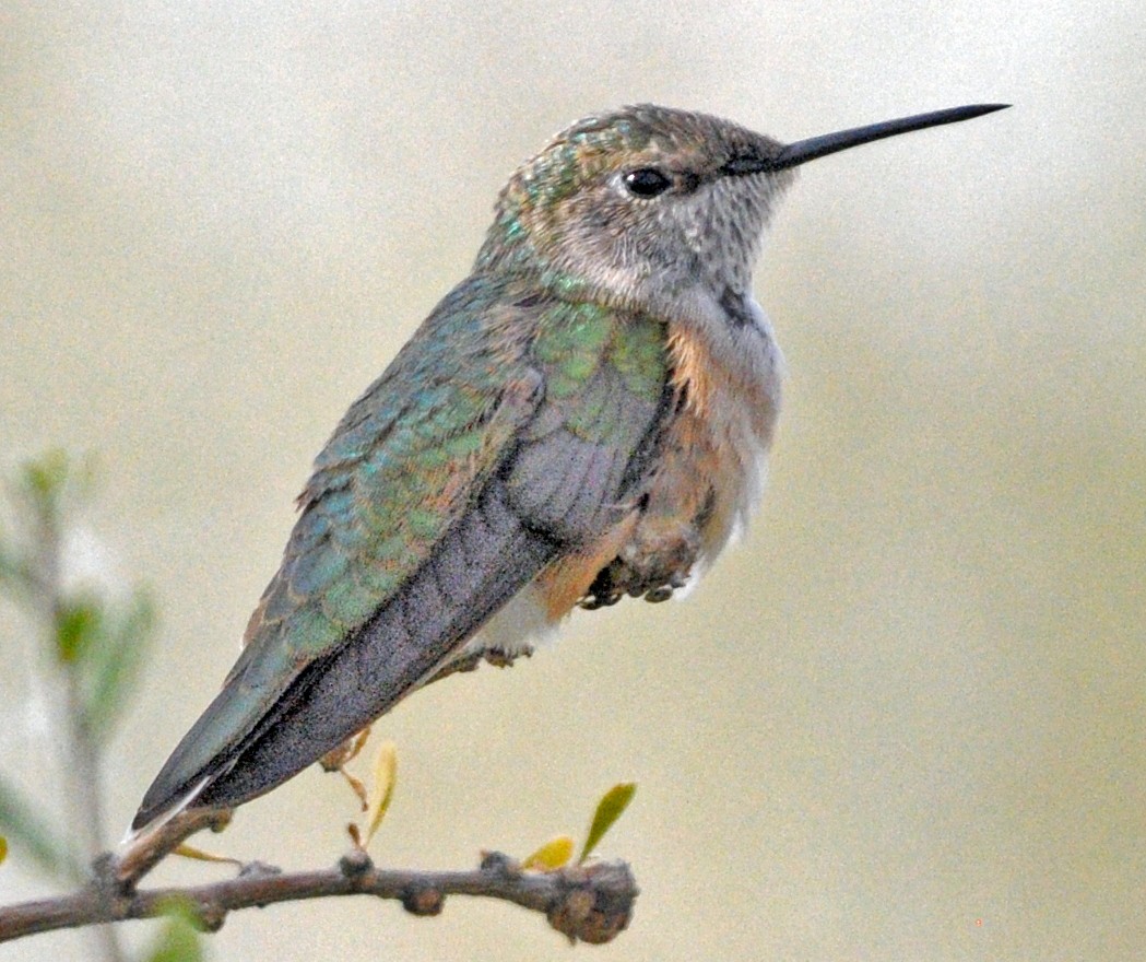 Colibrí Coliancho - ML251111151