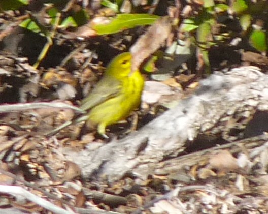 Prairie Warbler - ML251112381