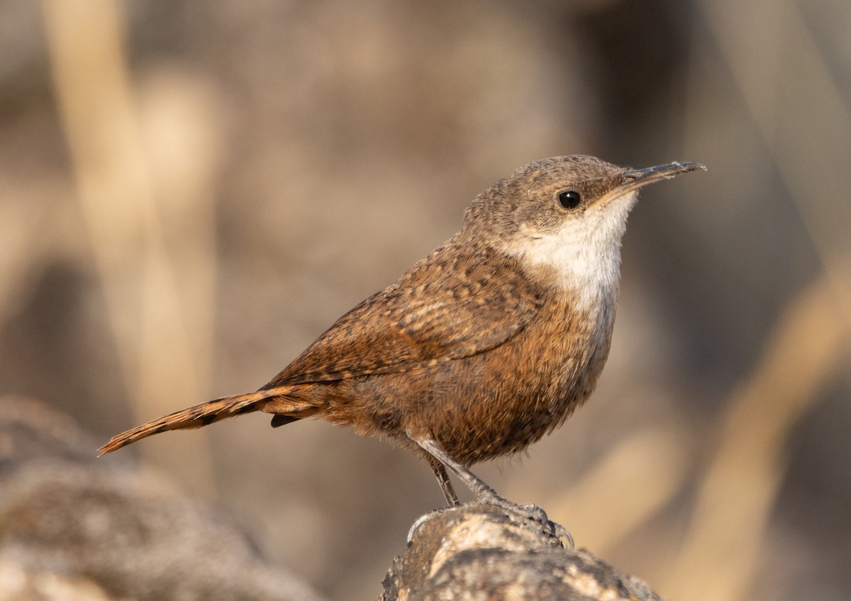 Canyon Wren - ML251113381