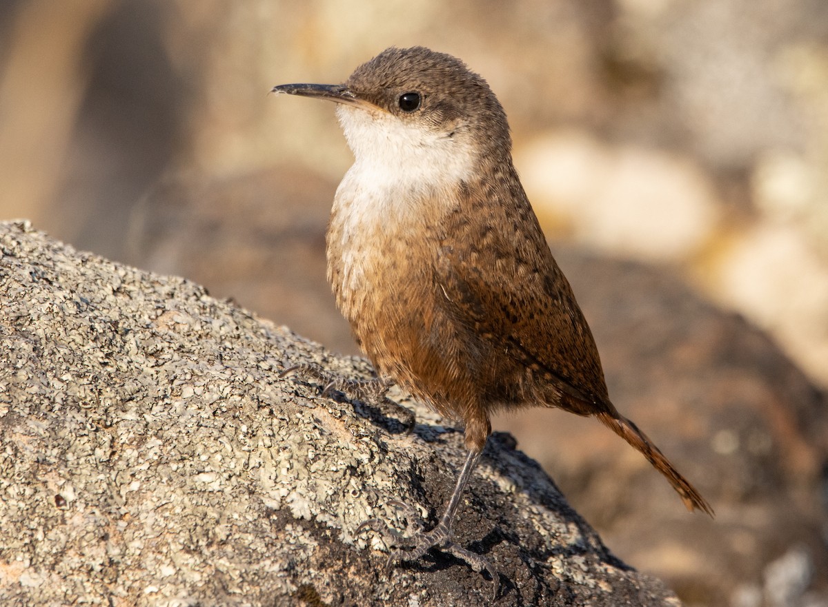 Canyon Wren - Liam Huber