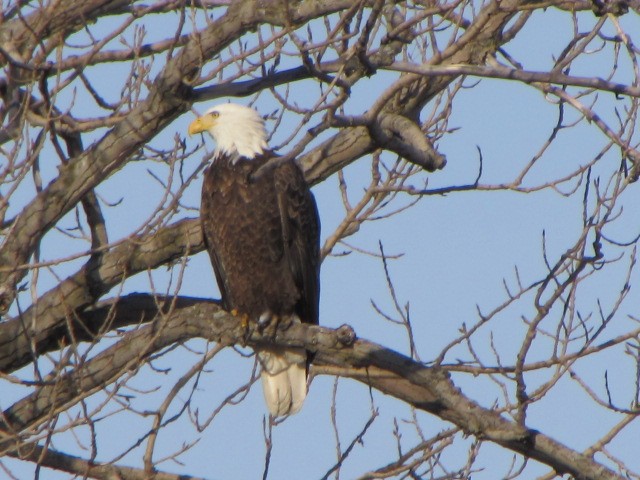 Bald Eagle - Bryan Bakker