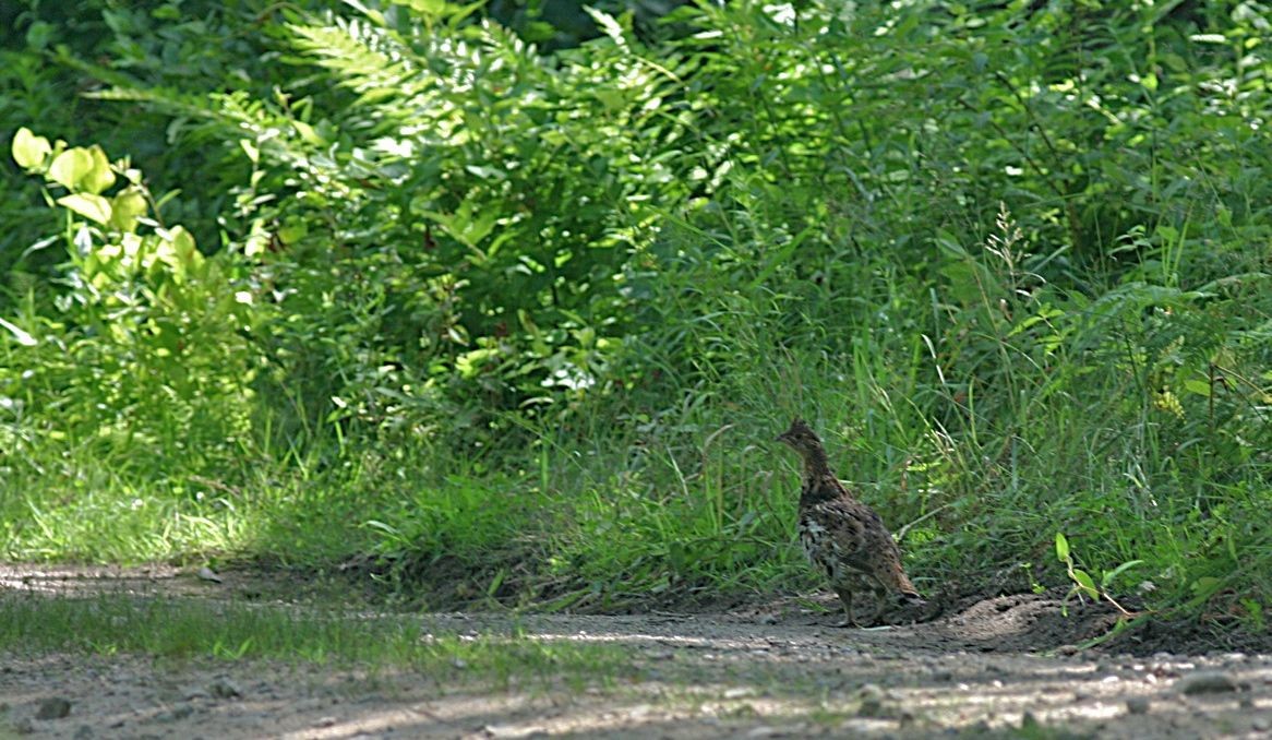 Ruffed Grouse - Shai Mitra