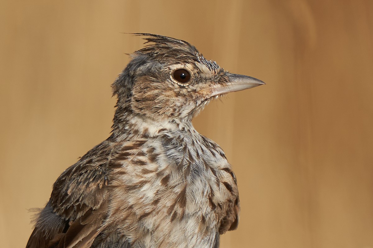 Thekla's Lark - Miguel Rouco