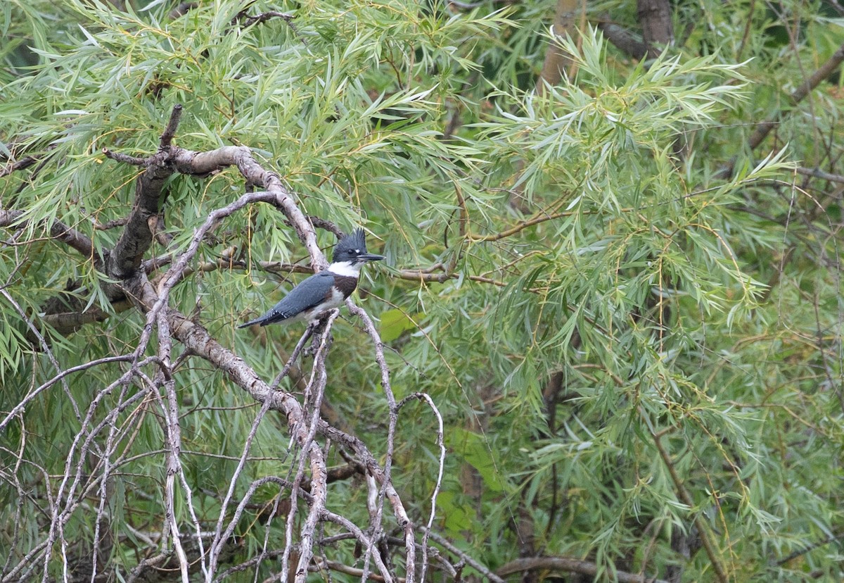 Belted Kingfisher - ML251115641