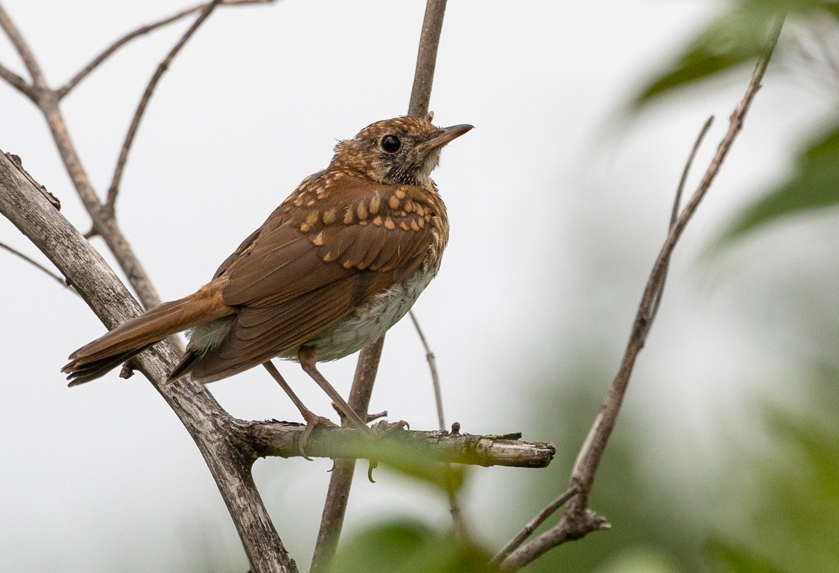 Veery - Suzanne Labbé