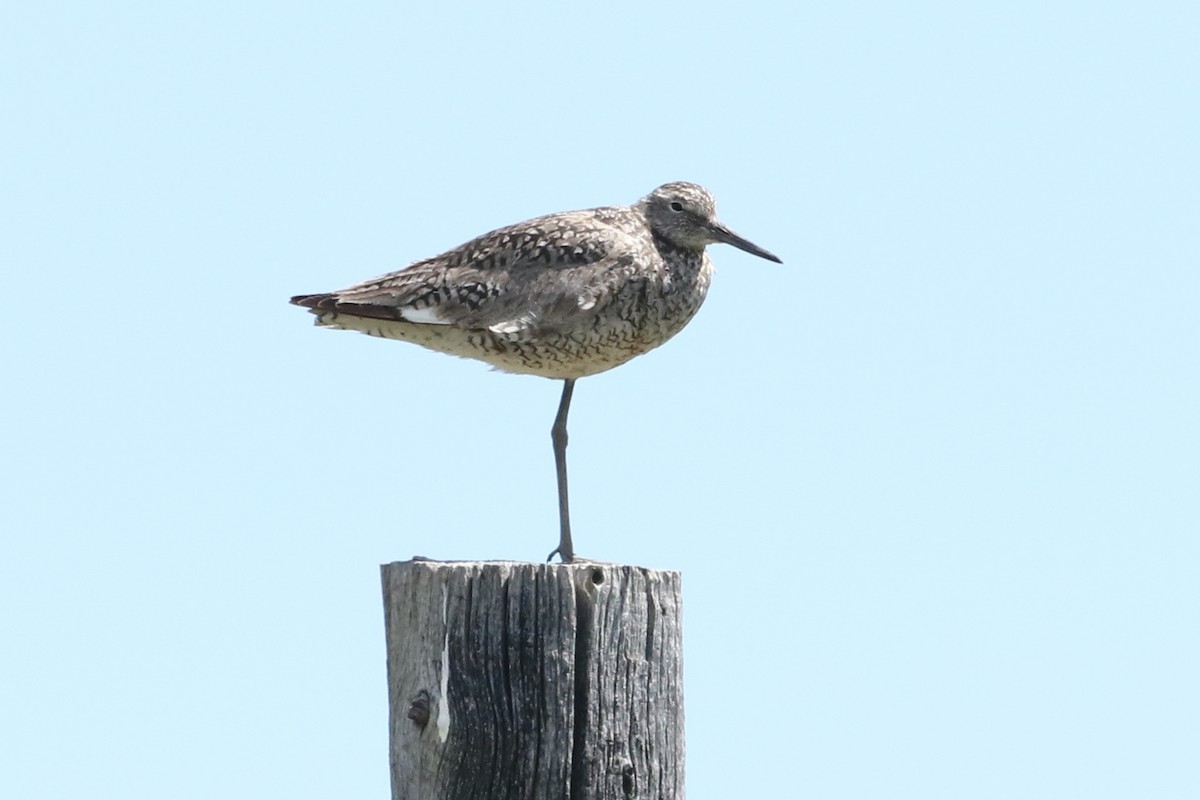 Willet - ML251116441