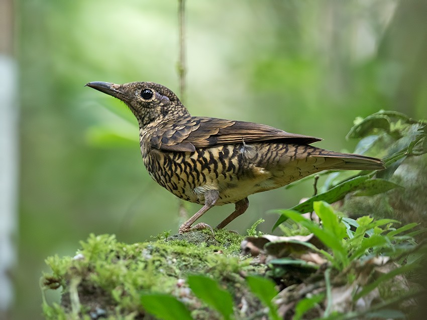 Sri Lanka Thrush - Sam Woods/Tropical Birding Tours