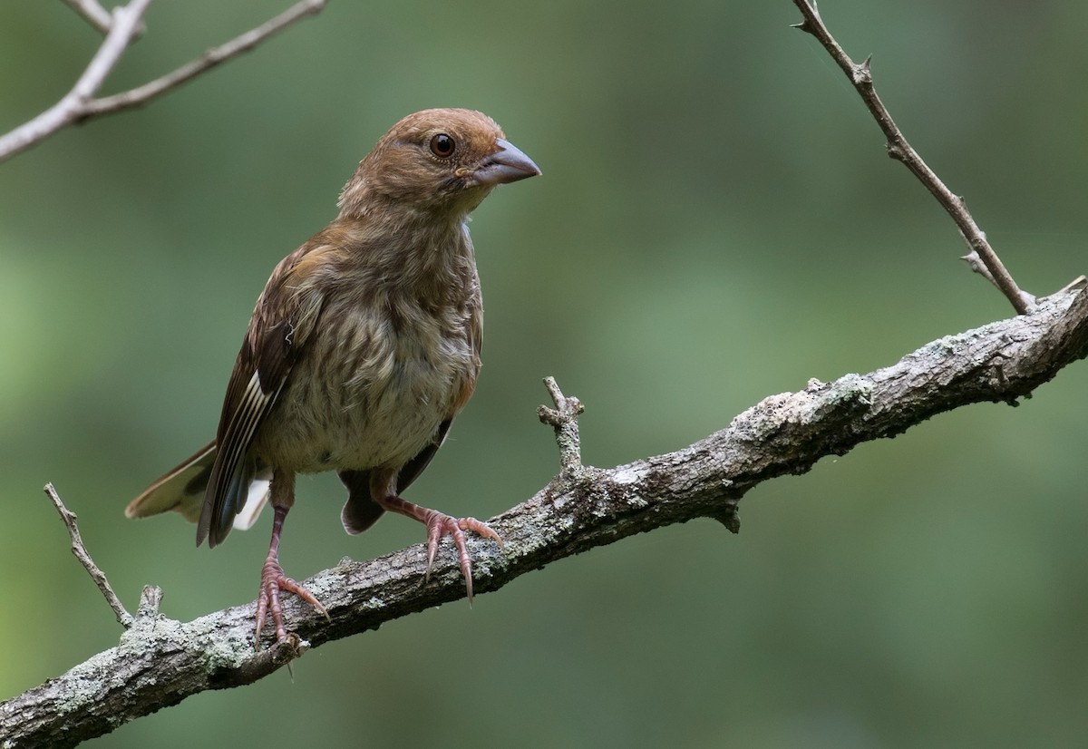 Eastern Towhee - Mark R Johnson