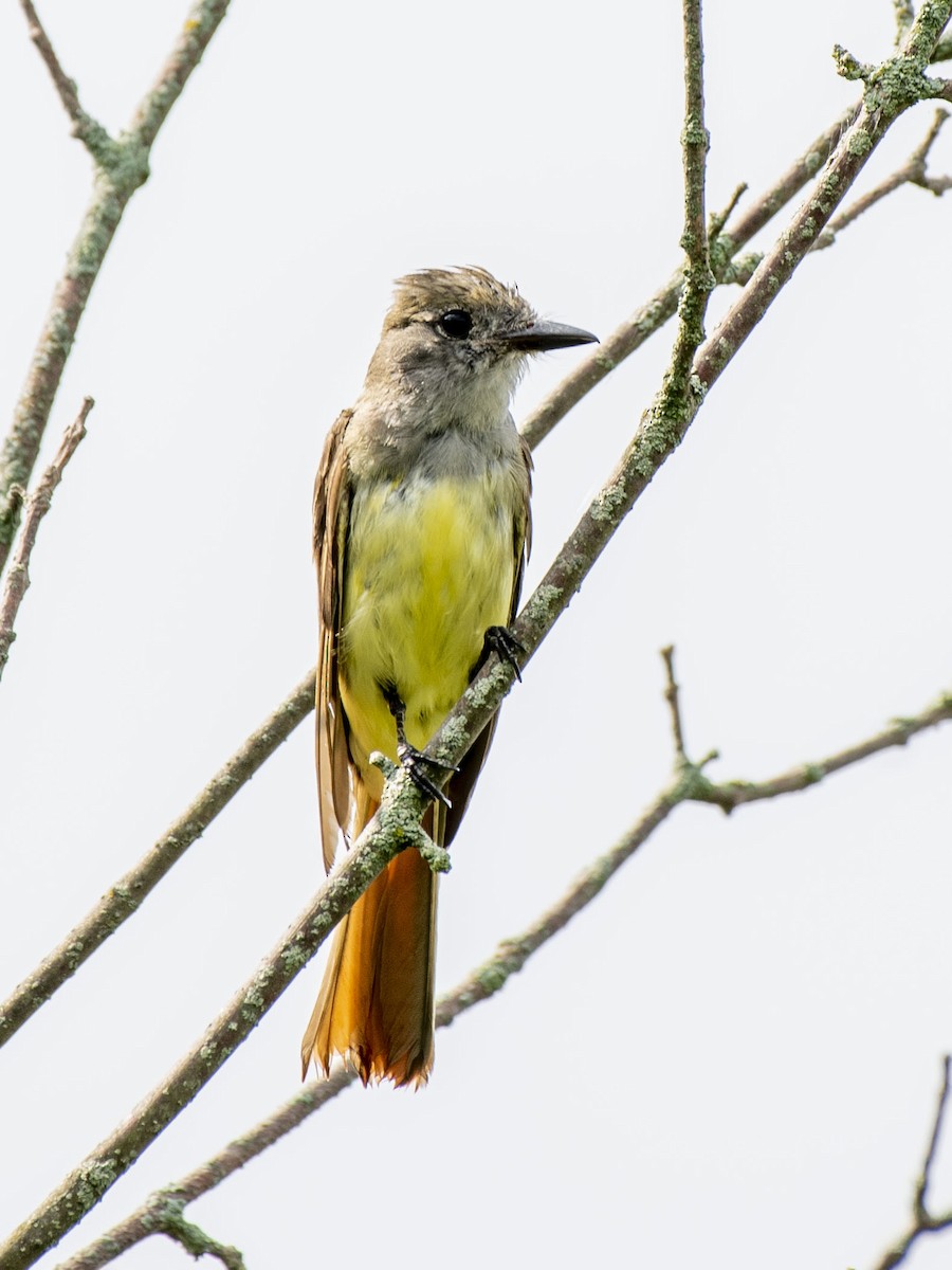 Great Crested Flycatcher - Estela Quintero-Weldon