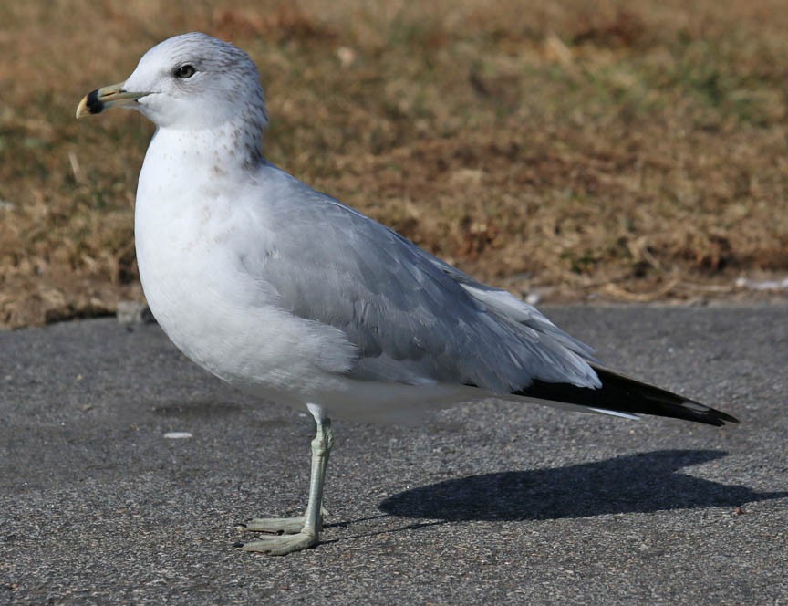 Ring-billed Gull - ML25112701