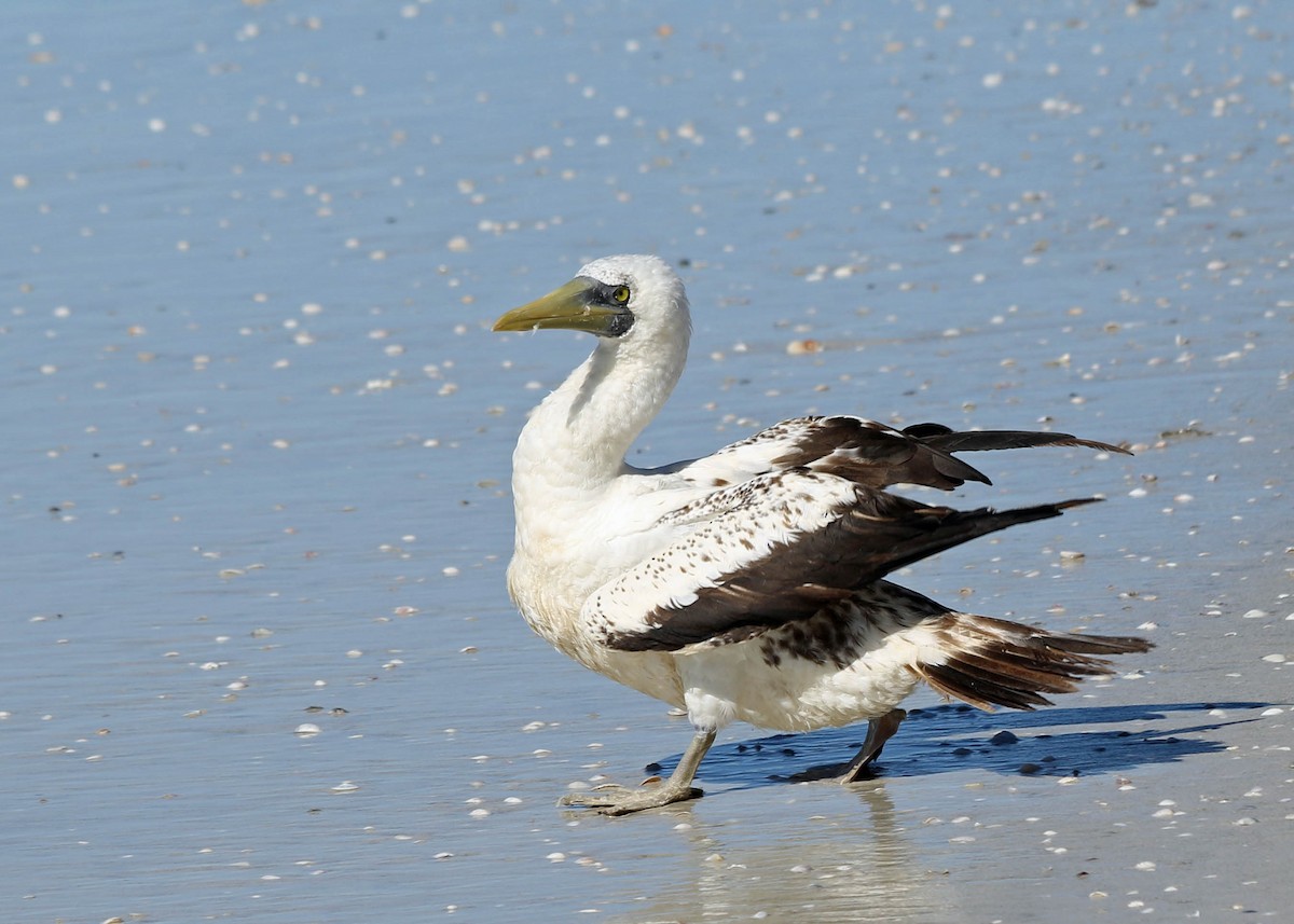 Masked Booby - ML251127141