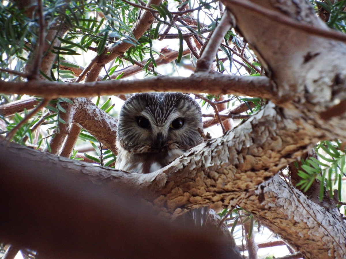 Northern Saw-whet Owl - ML25112741