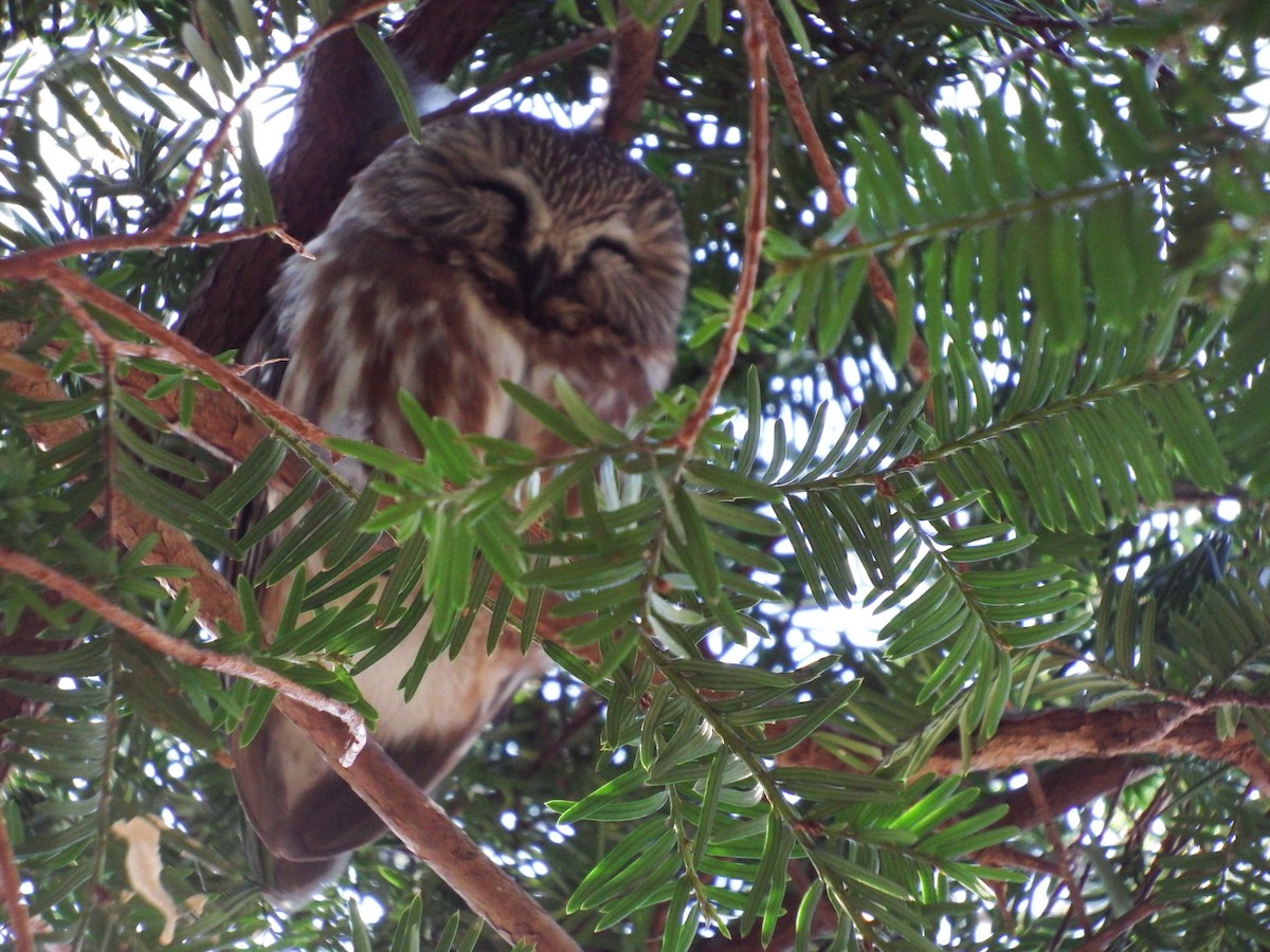 Northern Saw-whet Owl - ML25112751