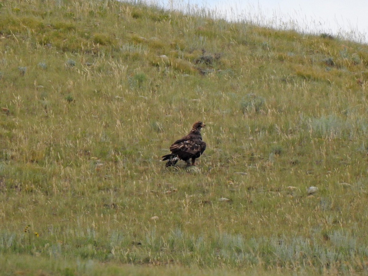 Golden Eagle - ML251128621