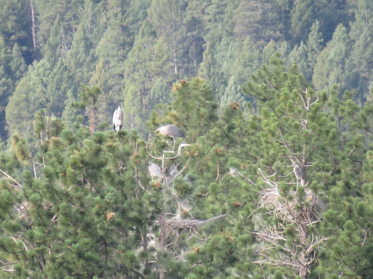 Great Blue Heron - ML251128781