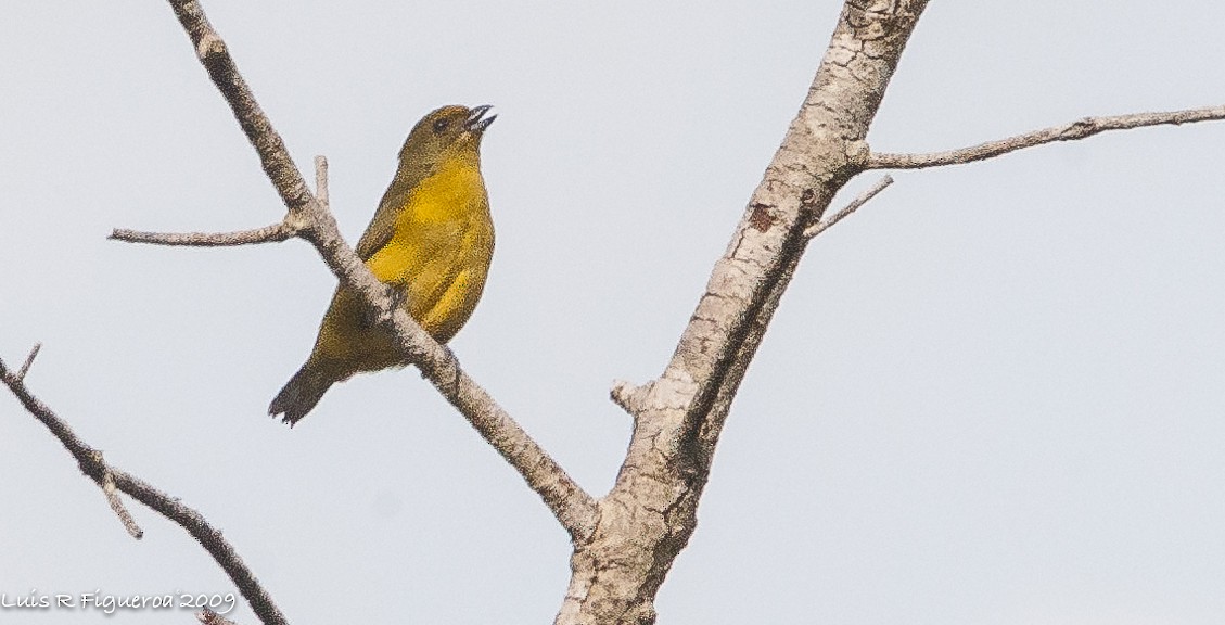 Golden-bellied Euphonia - ML251128951