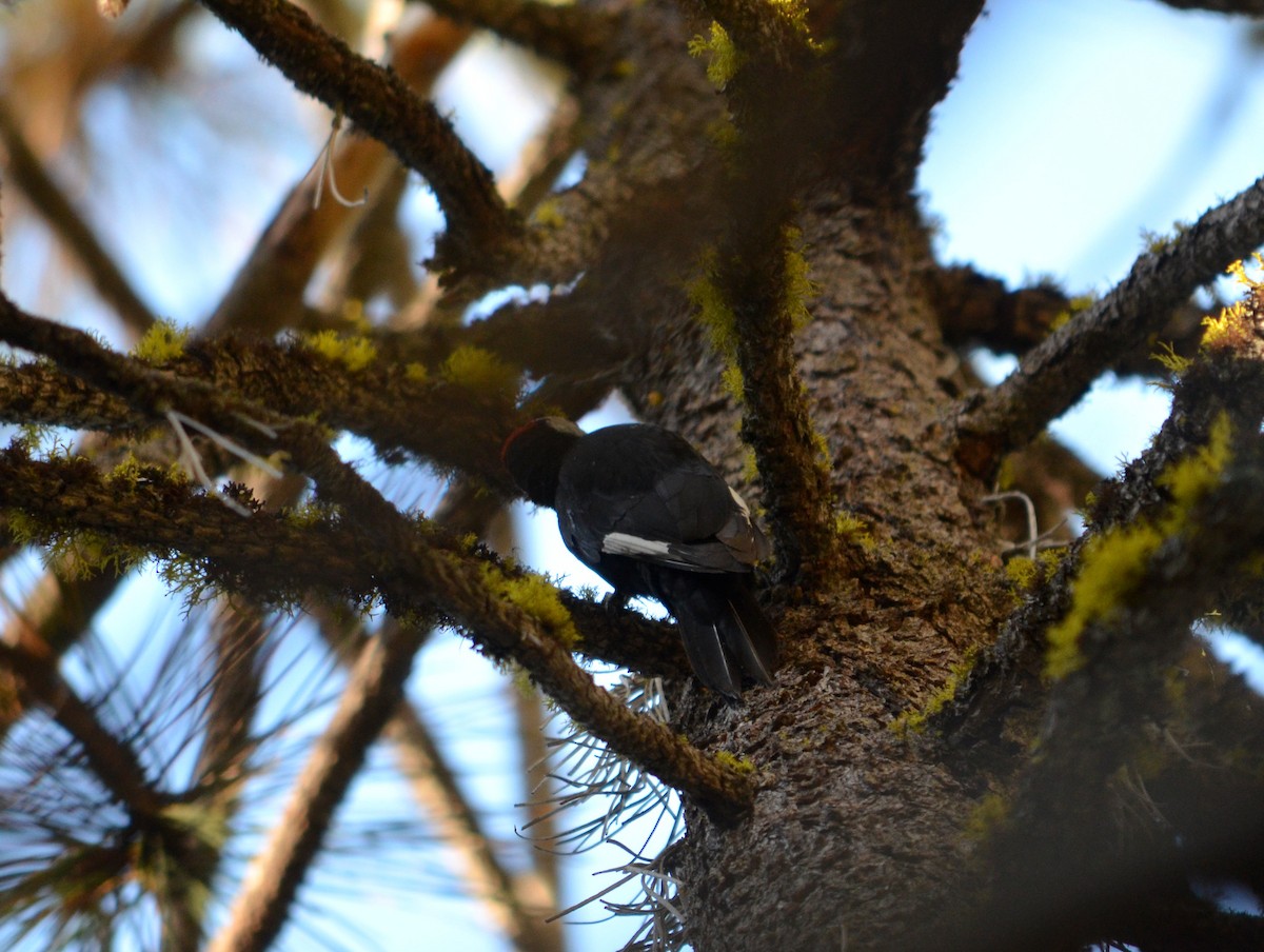 White-headed Woodpecker - Cedrik von Briel