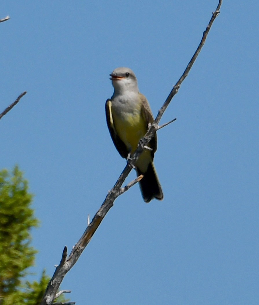 Western Kingbird - Neil Wingert