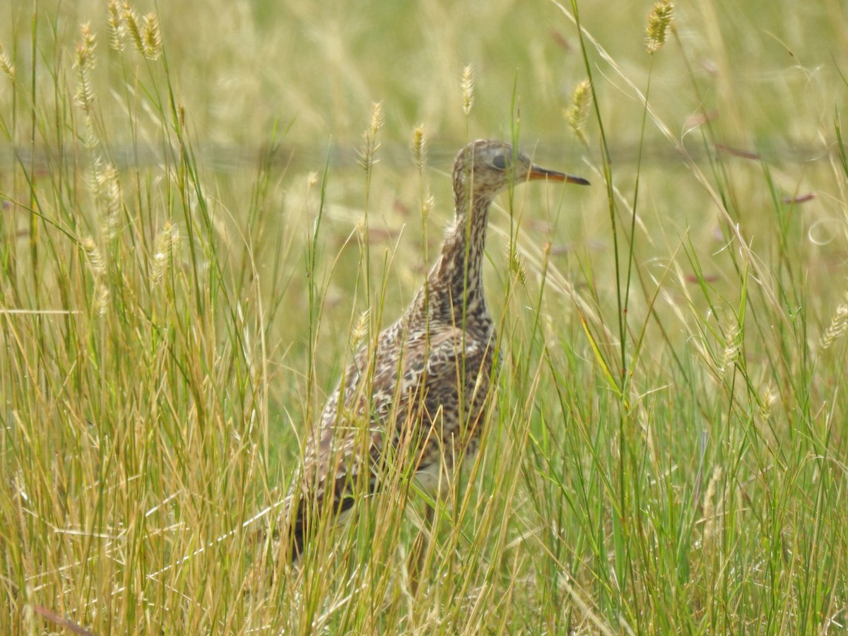 Upland Sandpiper - Paul Brown