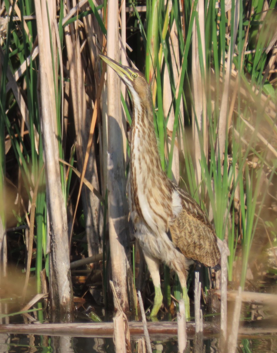 American Bittern - ML251131341