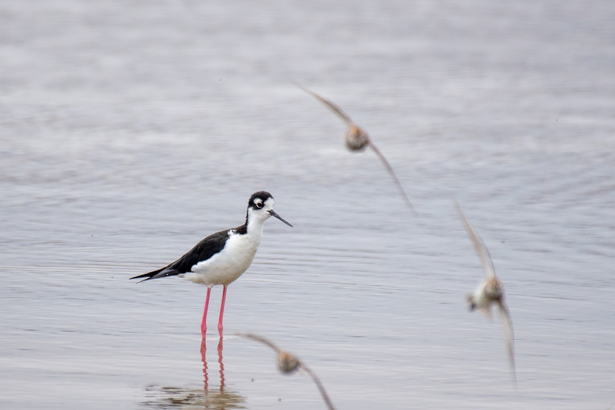 Black-necked Stilt - ML251131961