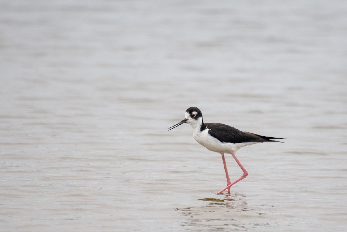 Black-necked Stilt - ML251132491