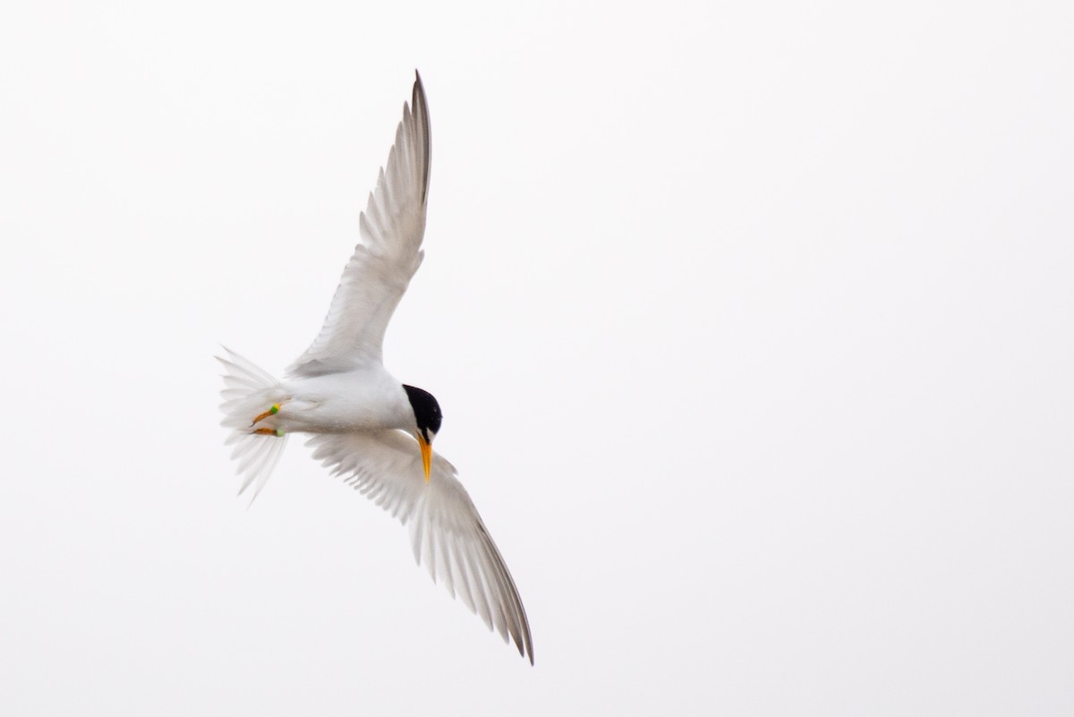 Least Tern - ML251132671