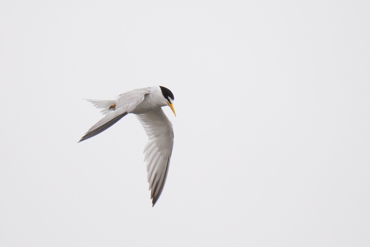 Least Tern - ML251132681