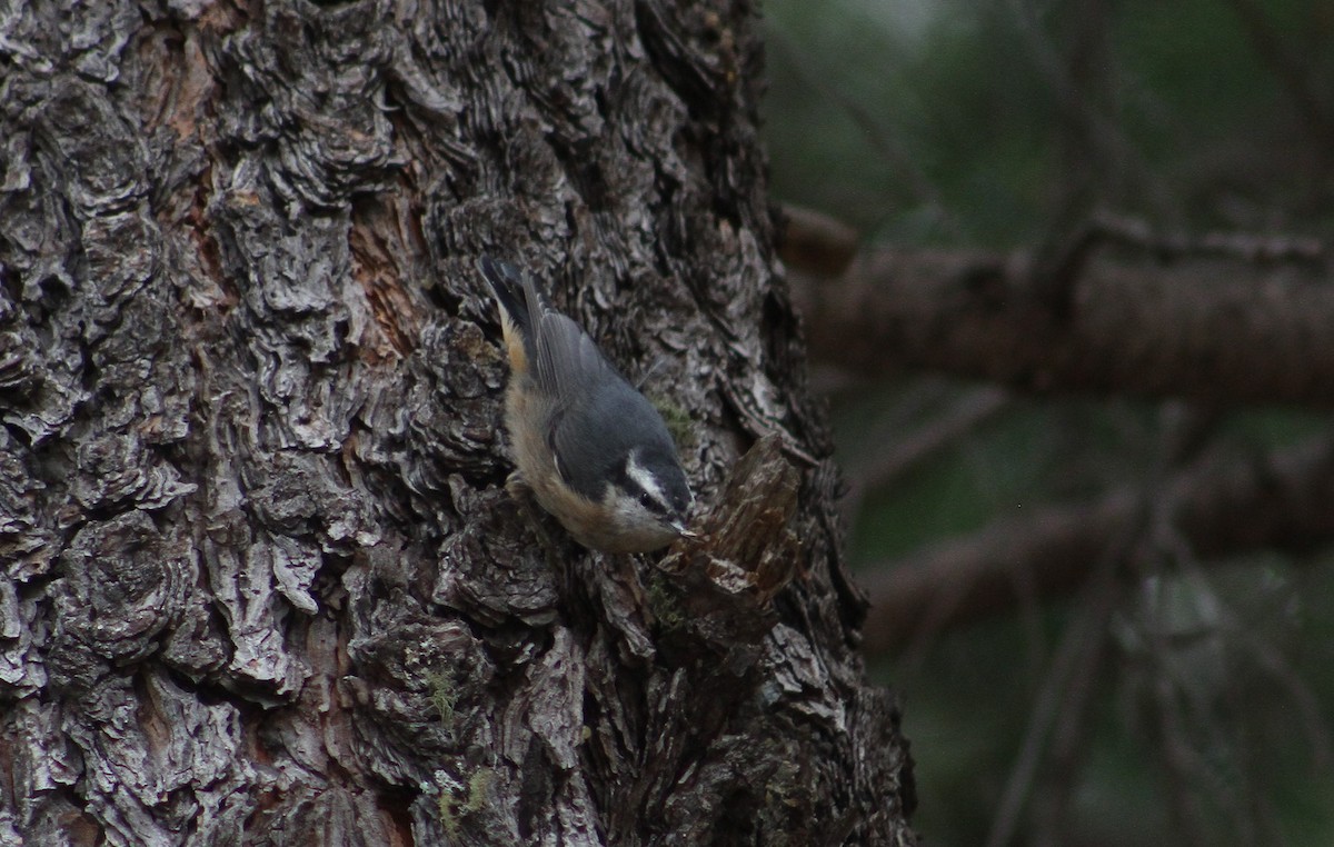 Red-breasted Nuthatch - Nathaniel Watkins