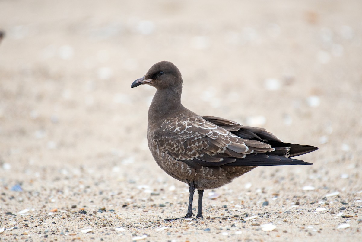 Heermann's Gull - ML251133231