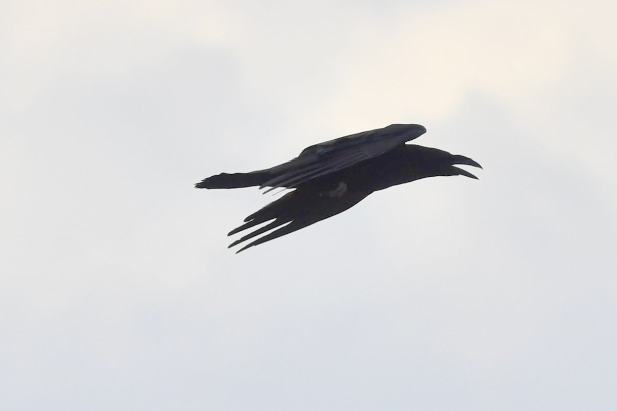 Chihuahuan Raven - ML251133481