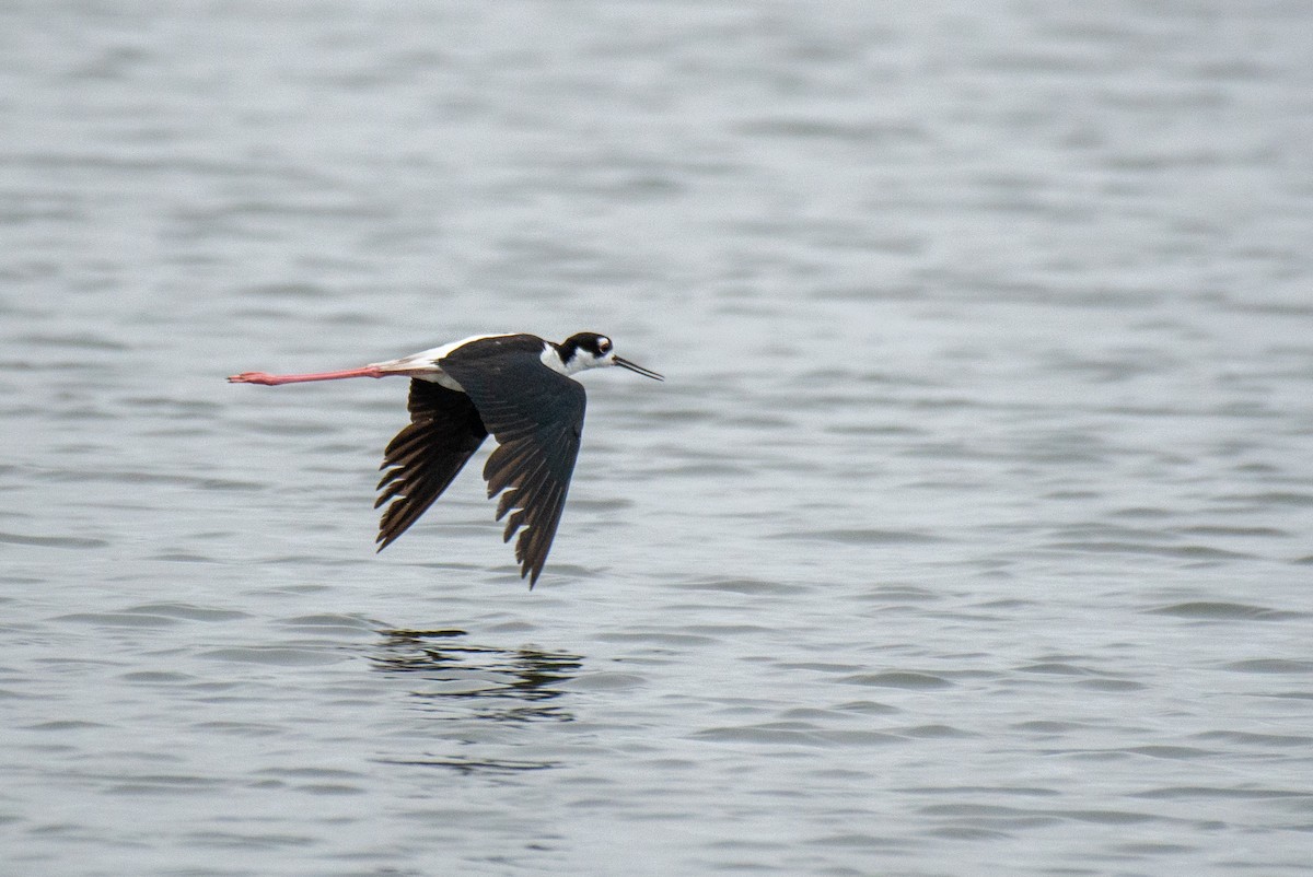 Black-necked Stilt - ML251133601