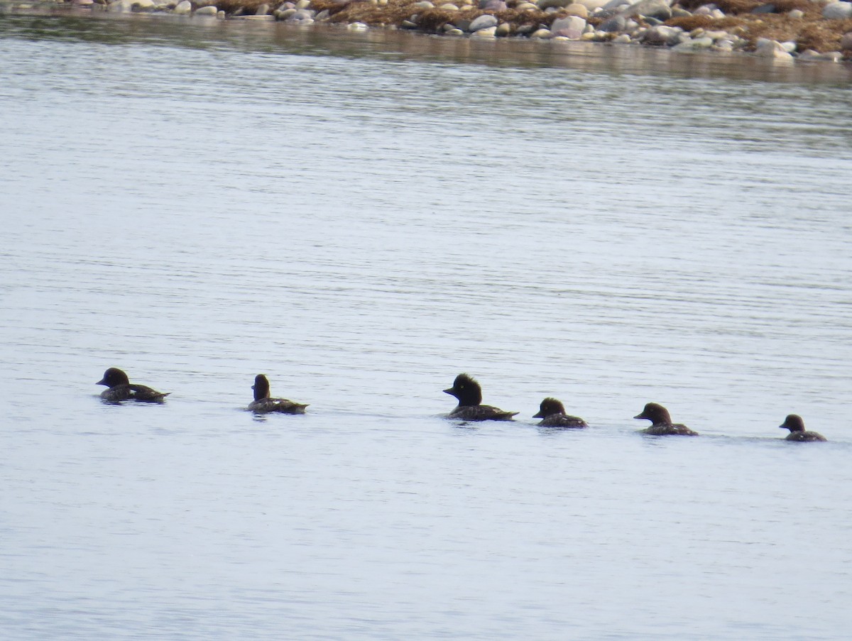 Barrow's Goldeneye - ML251136151