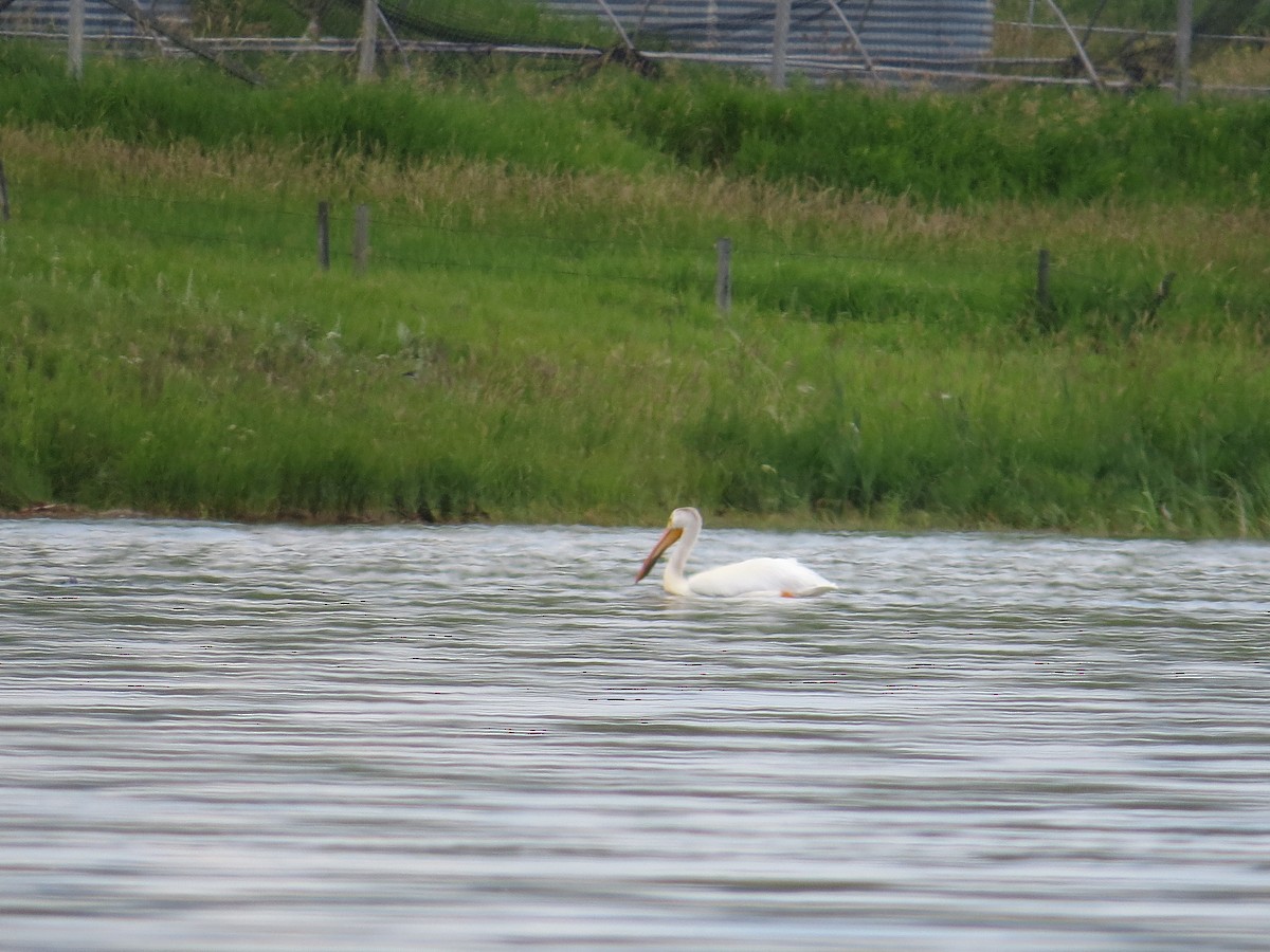 American White Pelican - ML251136211