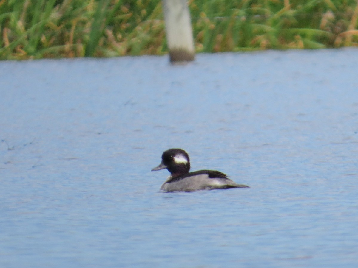 Bufflehead - ML251136331