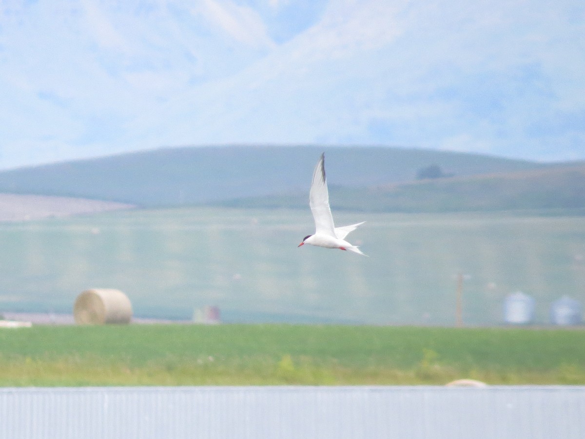 Common Tern - ML251136551