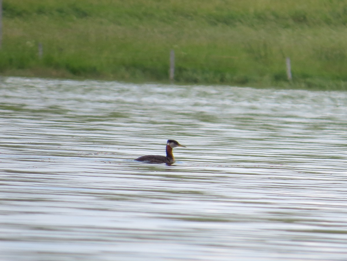 Red-necked Grebe - ML251136561