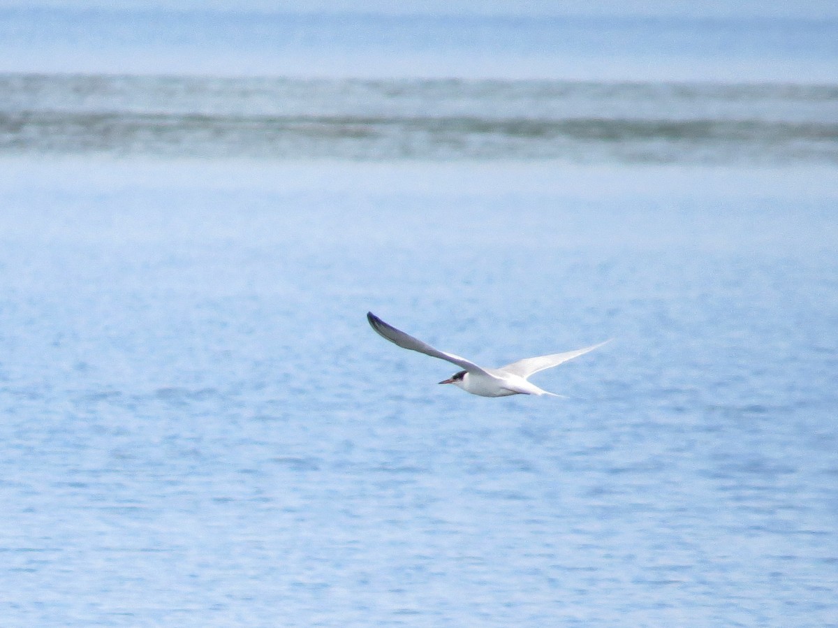 Common Tern - ML251136691