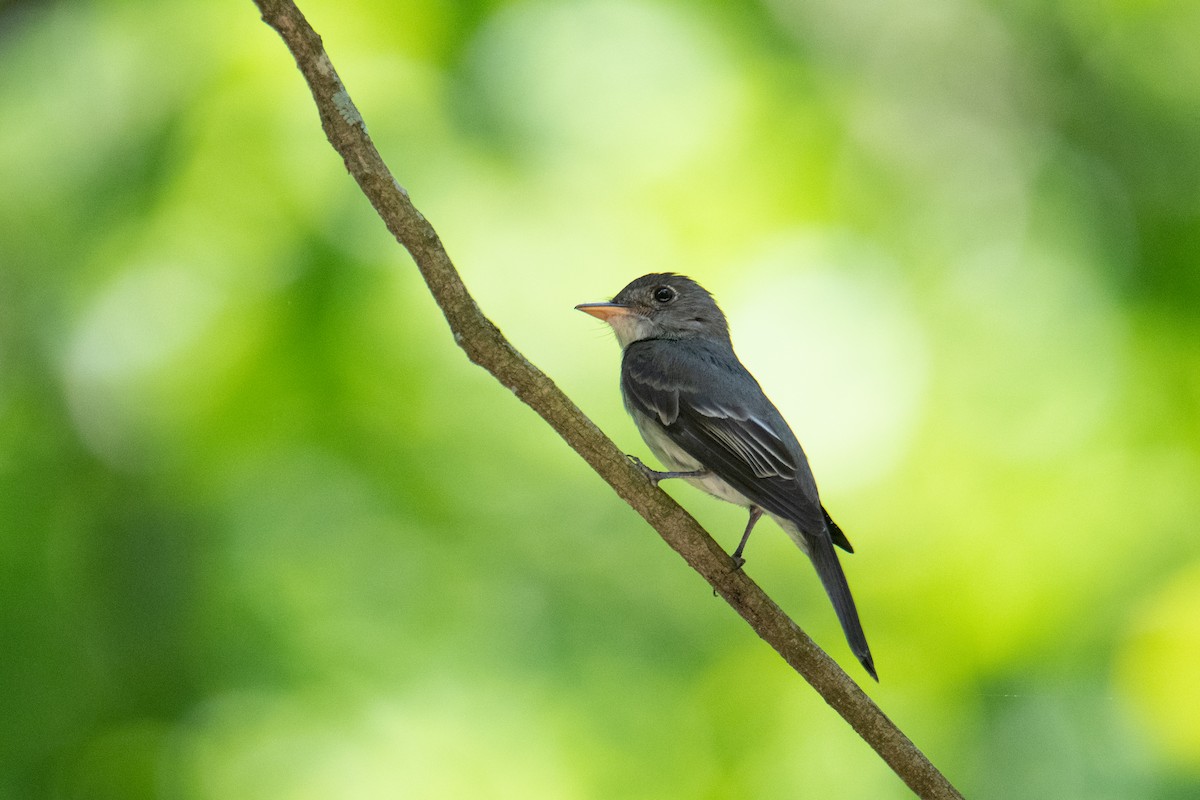 Eastern Wood-Pewee - ML251137851