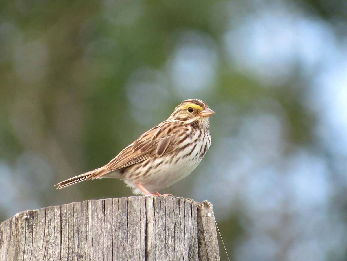 Savannah Sparrow - ML251139241