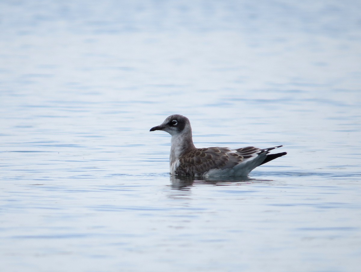 Franklin's Gull - ML251139491